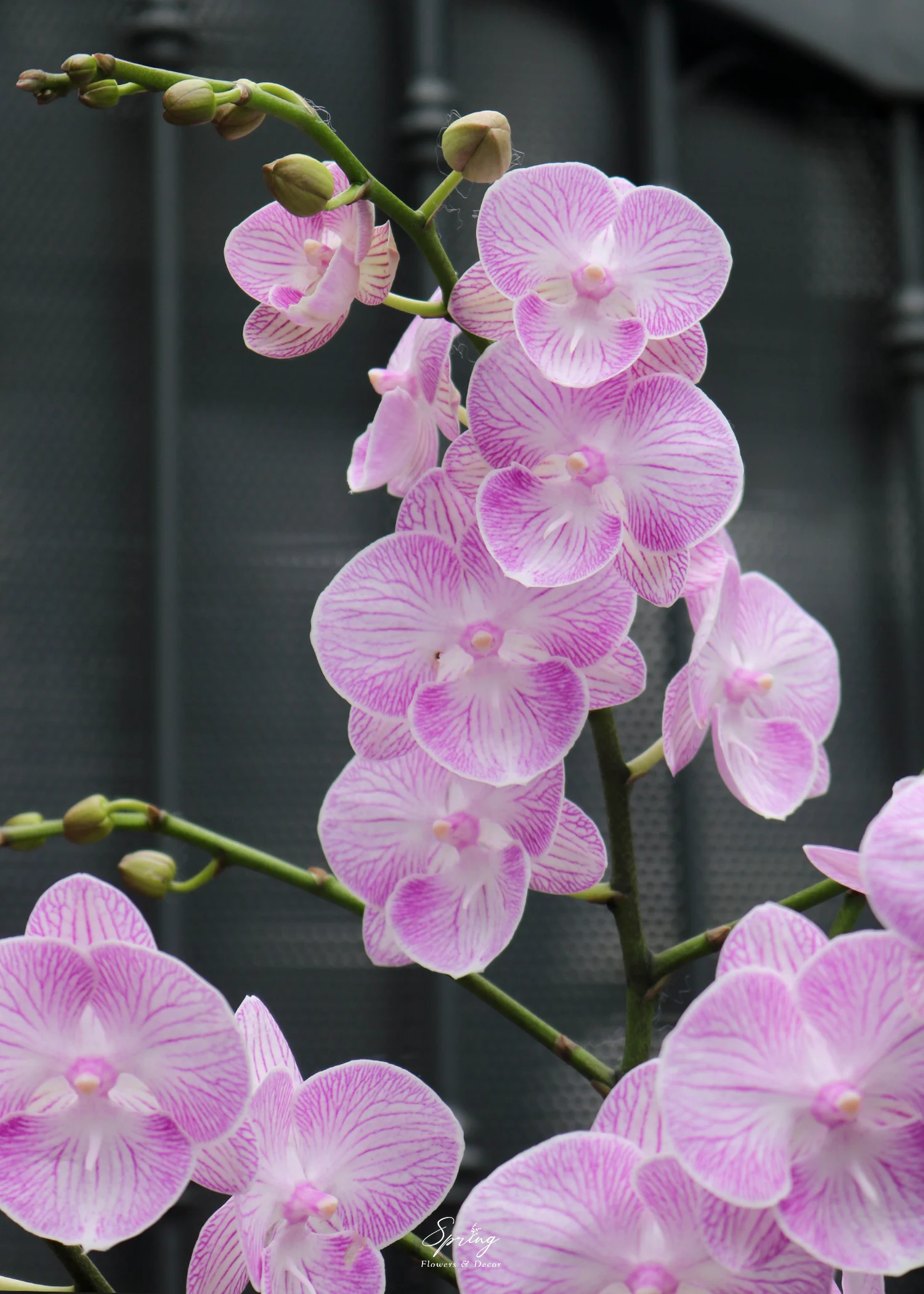Hoa lan hồ điệp OR-0995 - Image 3