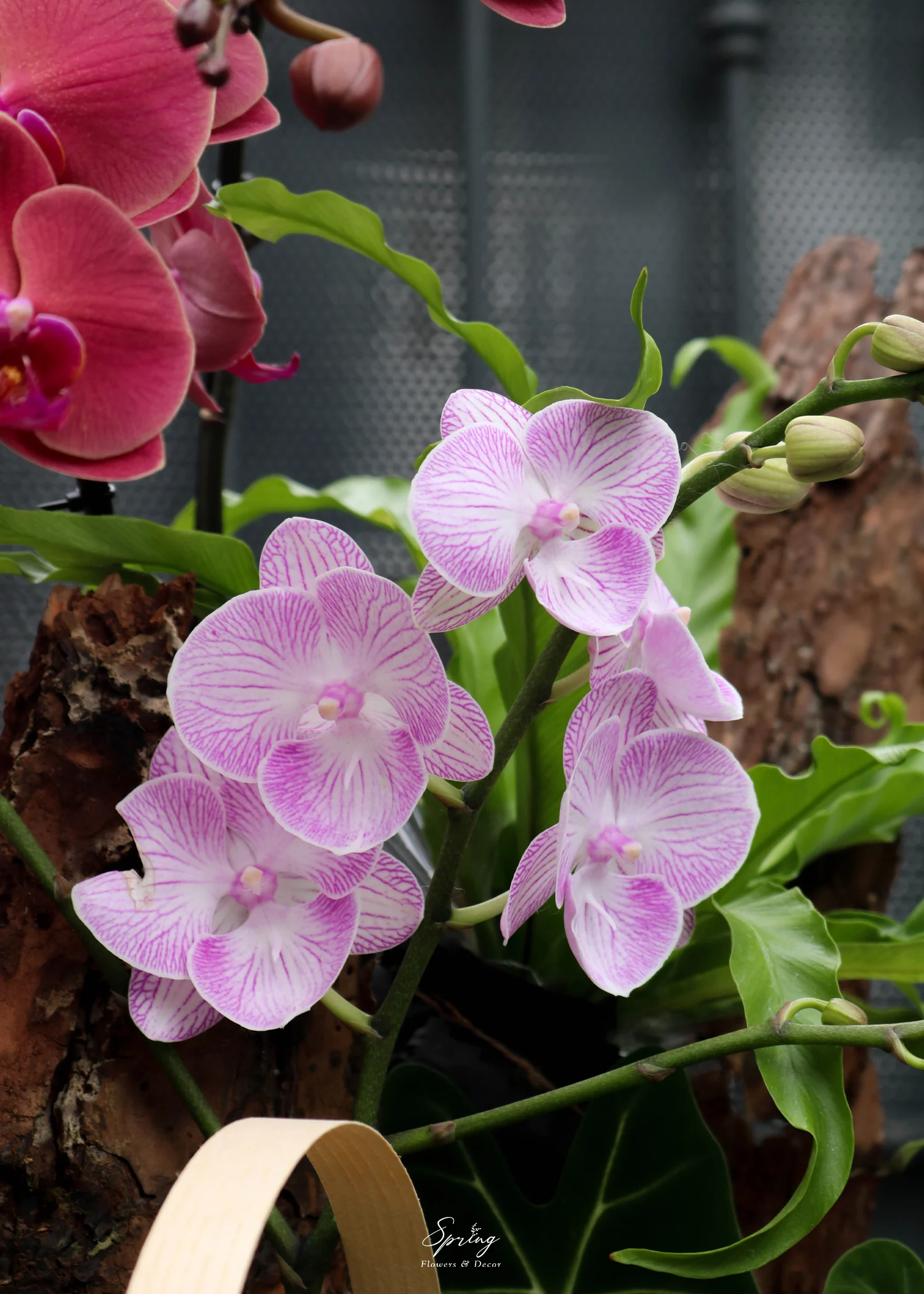 Hoa lan hồ điệp OR-0993 - Image 3