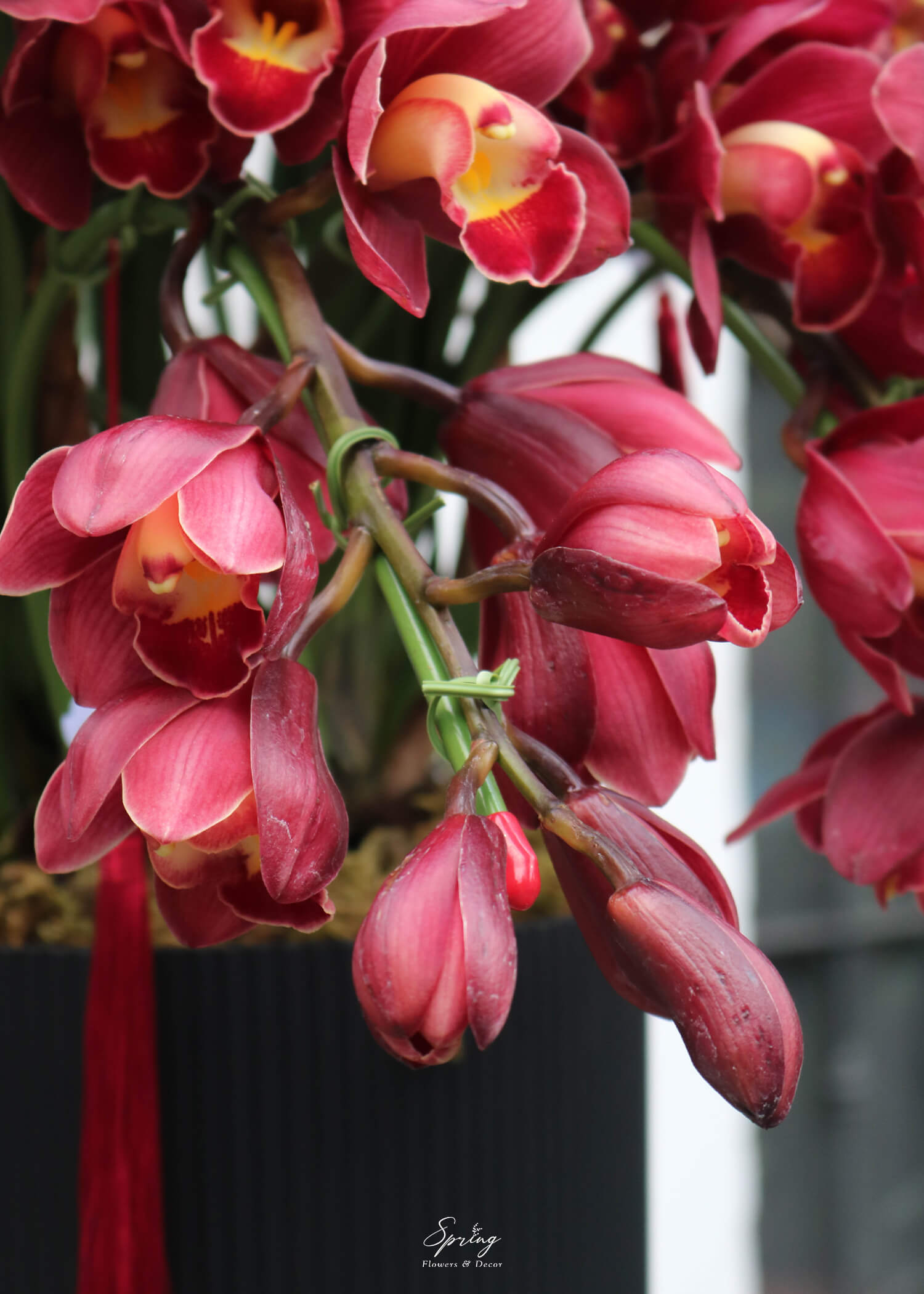 Orchid Design NY 0153 - Image 5