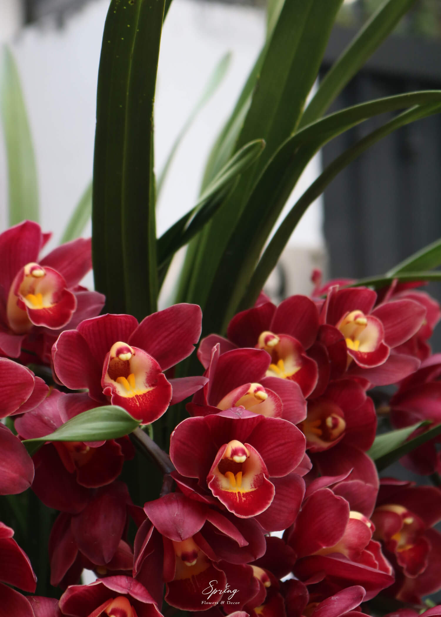 Orchid Design NY 0153 - Image 3