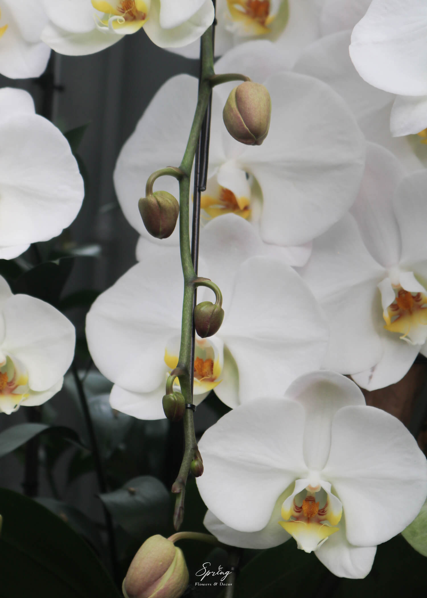 Orchid OR-0999 - Image 3