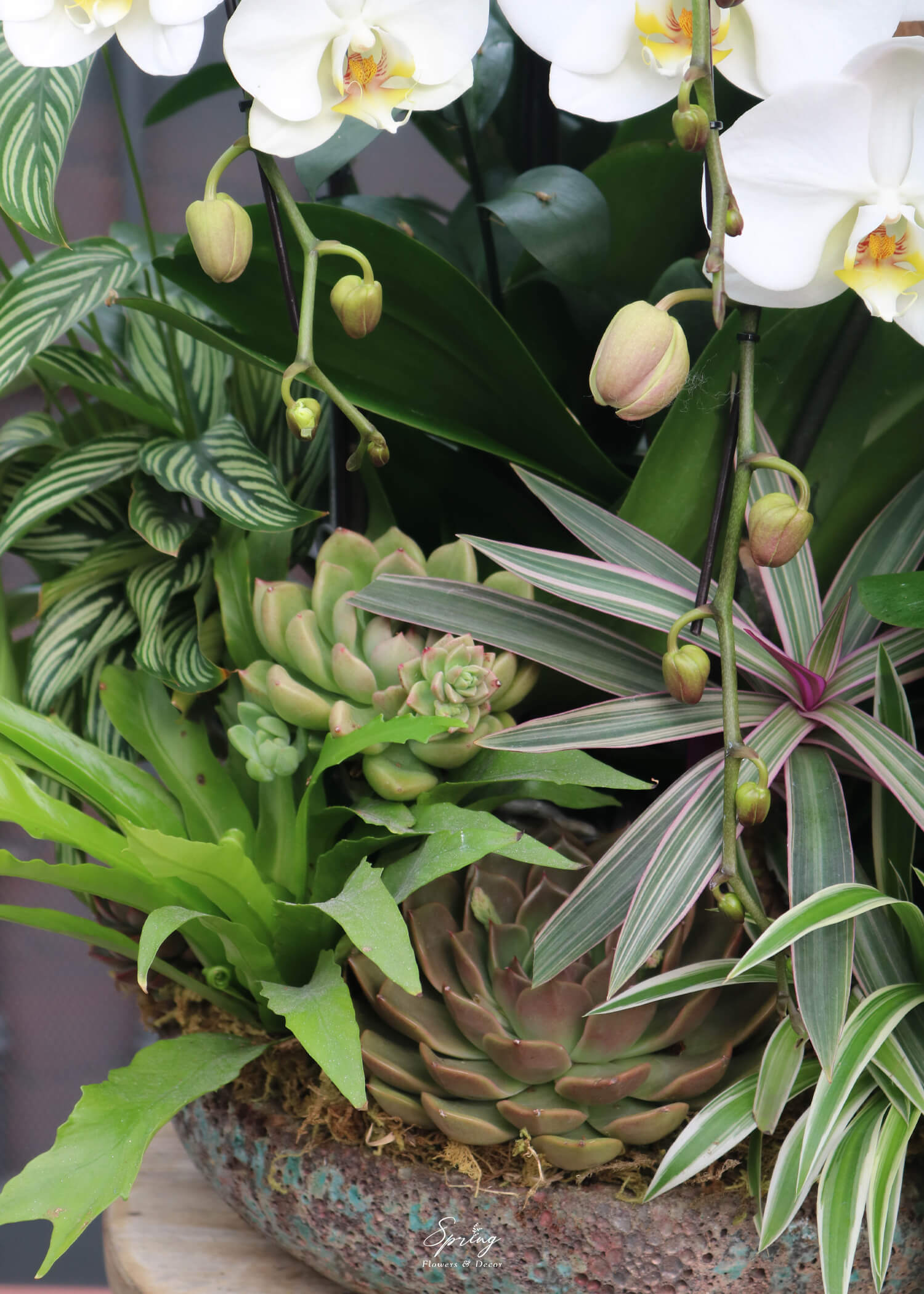 Orchid OR-0999 - Image 4