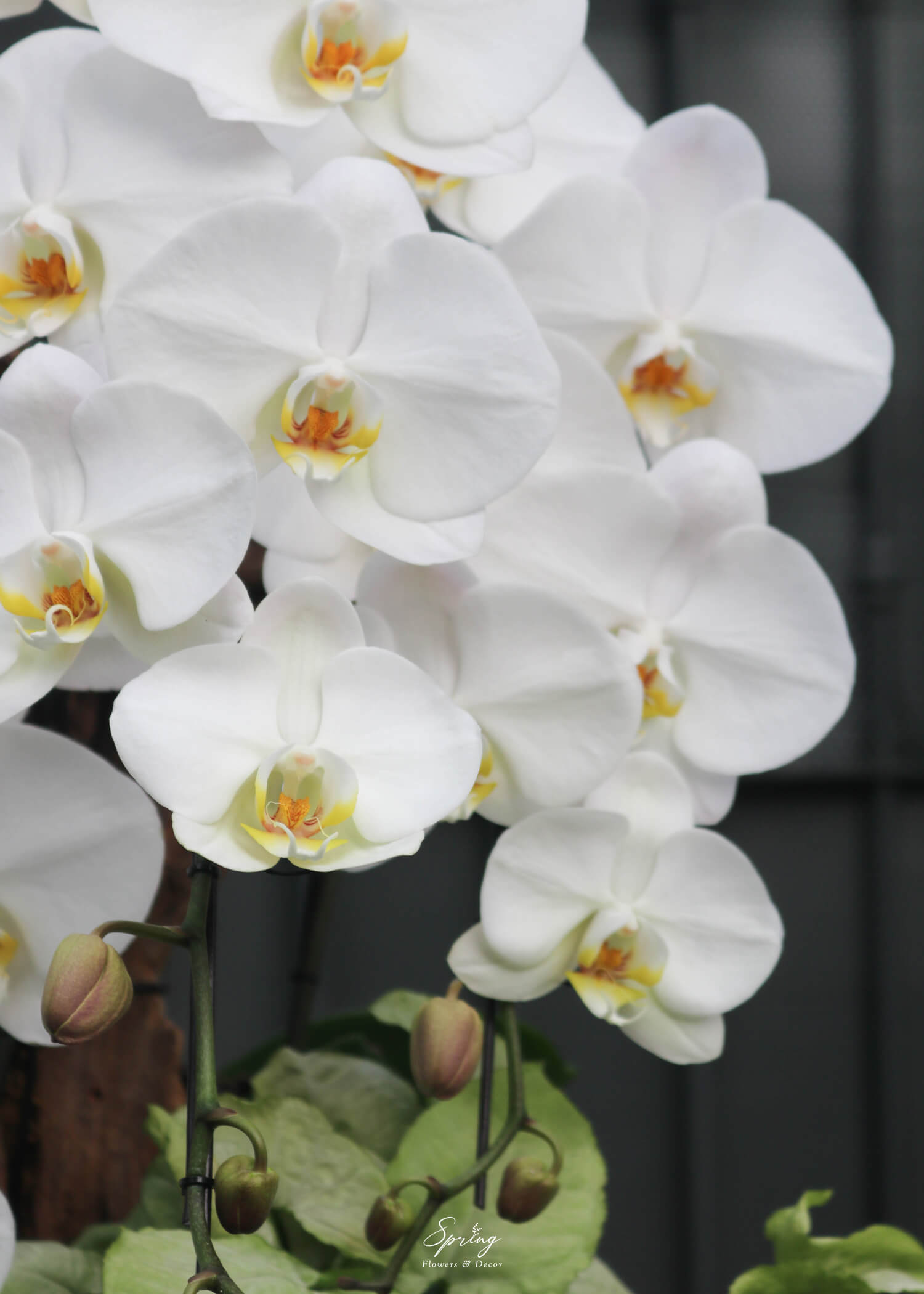 Orchid OR-0999 - Image 2