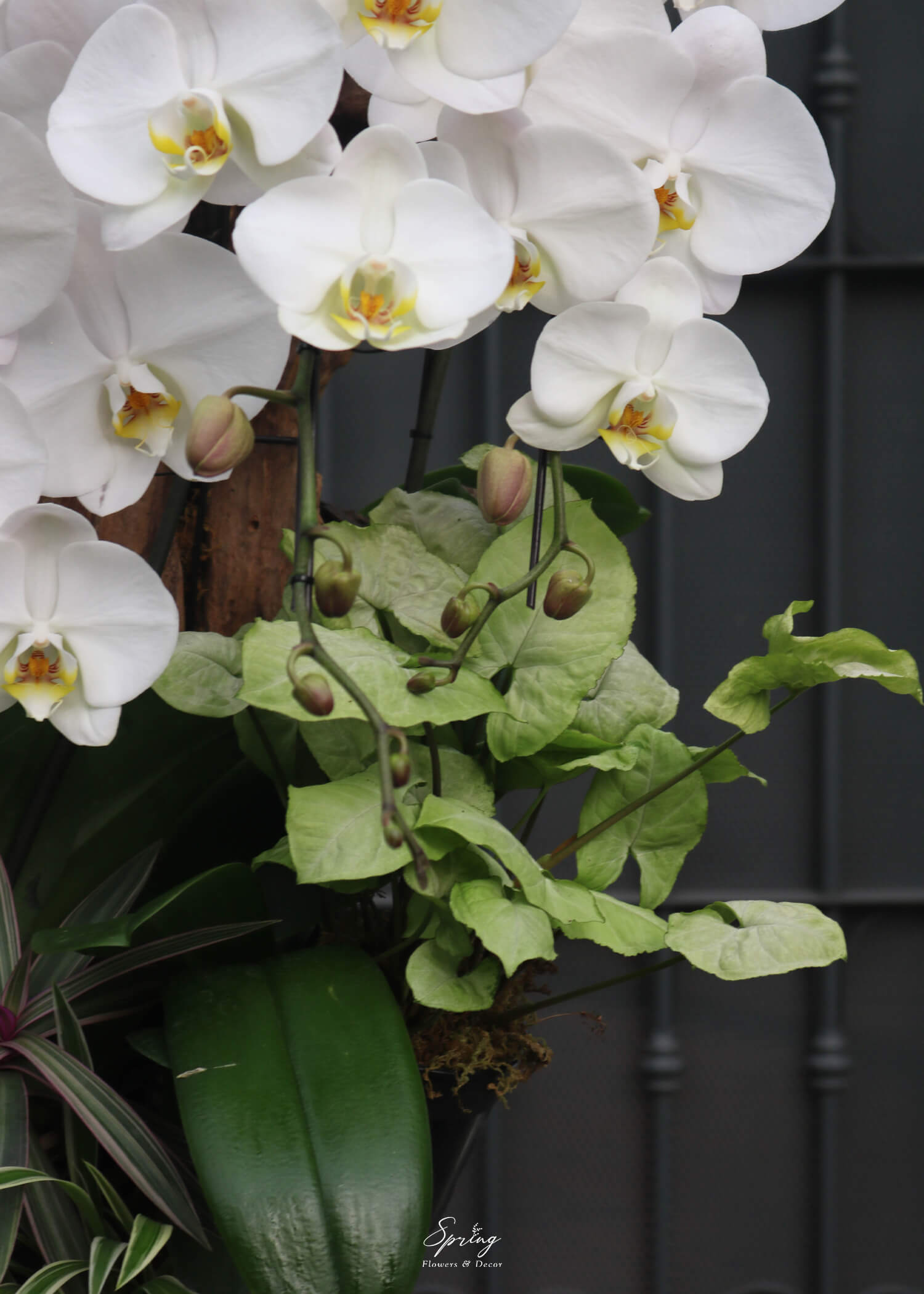 Orchid OR-0999 - Image 5