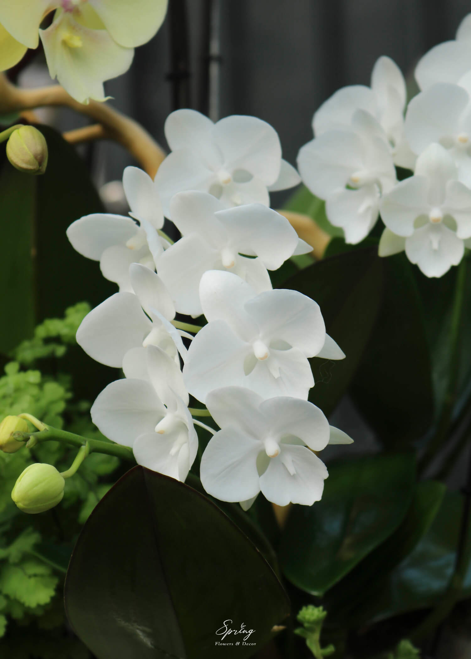 Hoa lan hồ điệp OR-1002 - Image 5