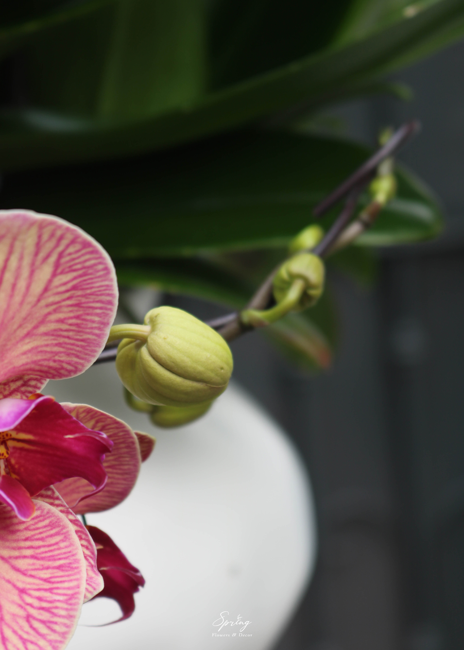 Orchid OR-0996 - Image 6