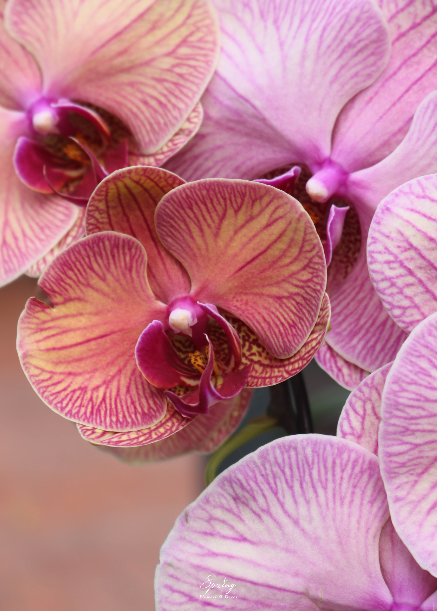 Orchid OR-0996 - Image 3