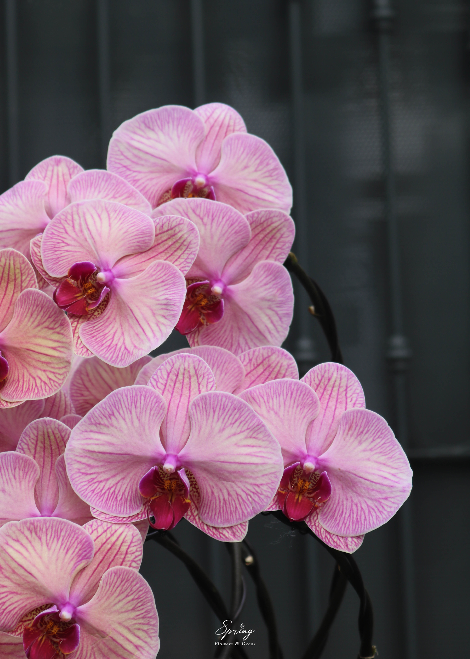 Orchid OR-0996 - Image 5
