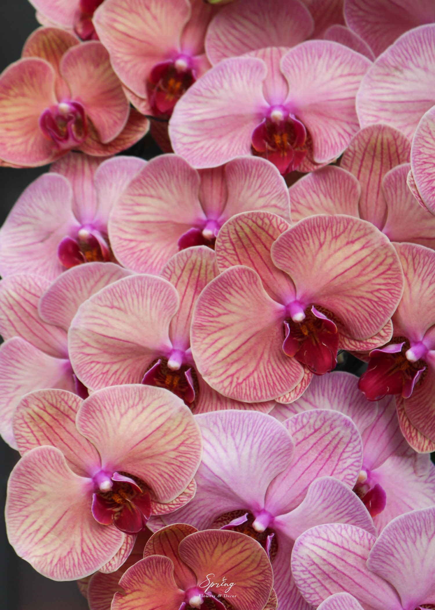 Orchid OR-0996 - Image 4