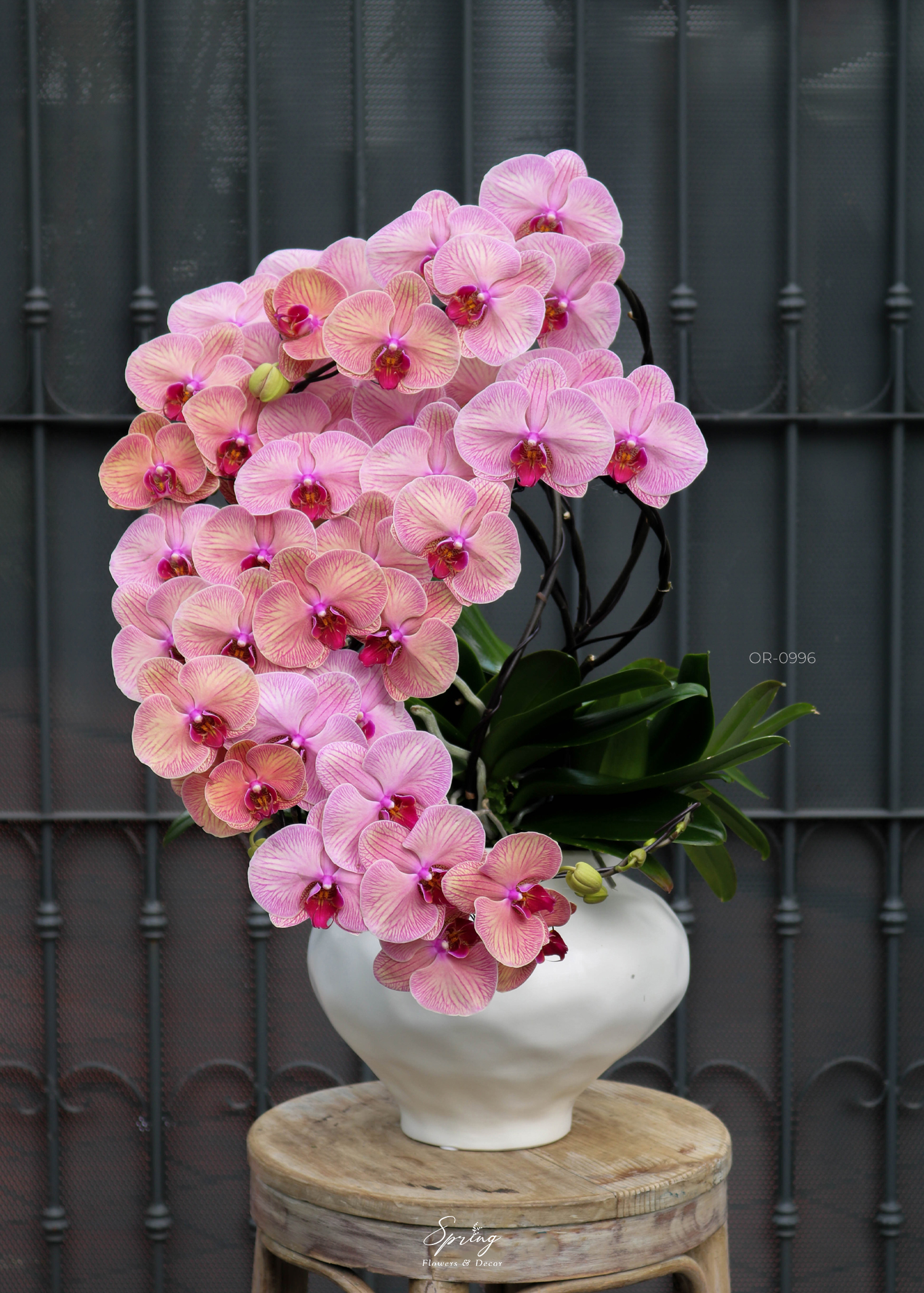 Orchid OR-0996