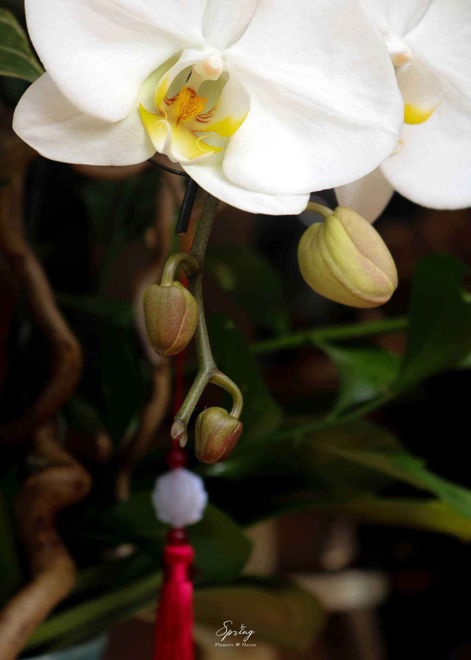 Orchid OR-0997 - Image 4