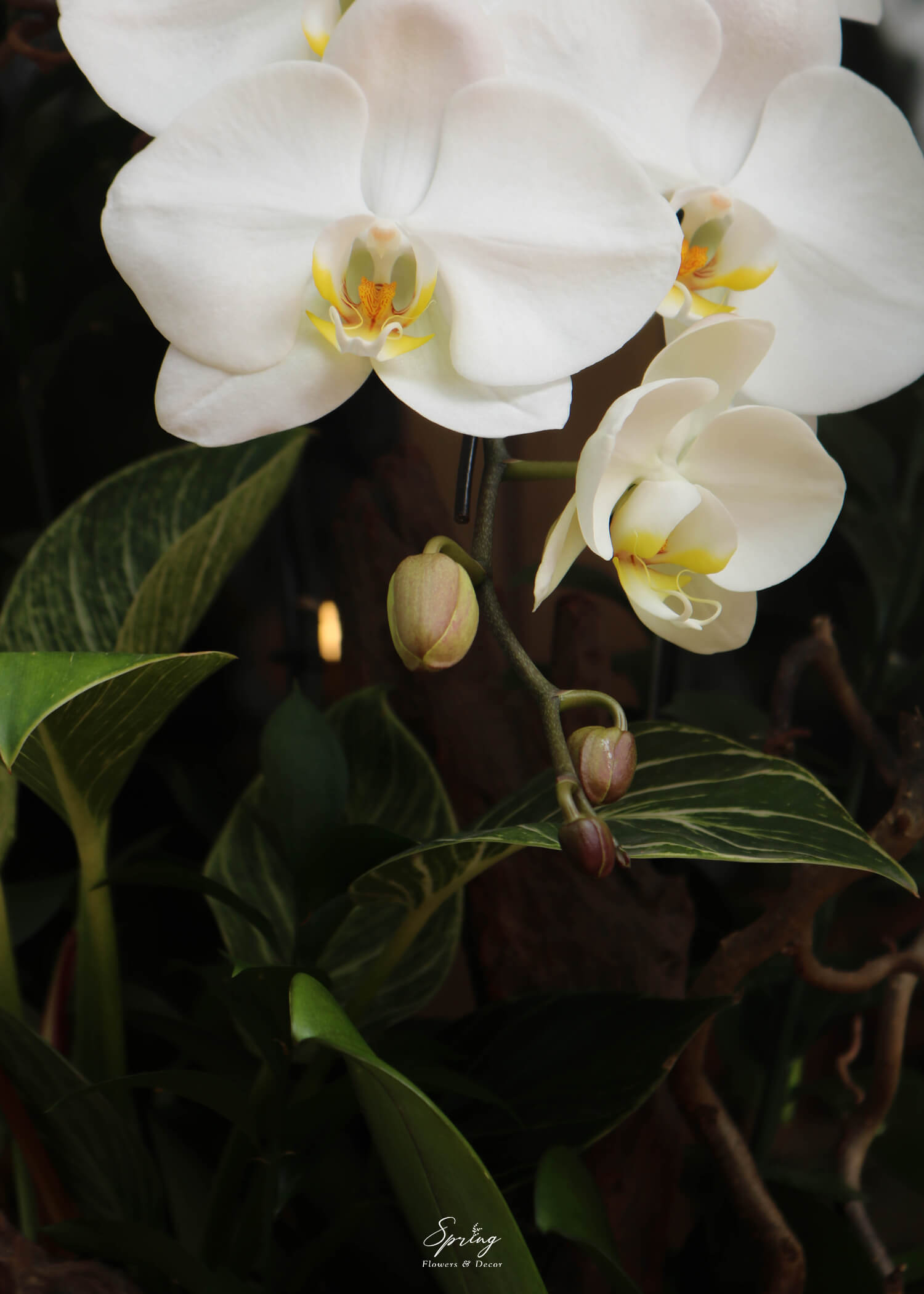 Orchid OR-0997 - Image 5