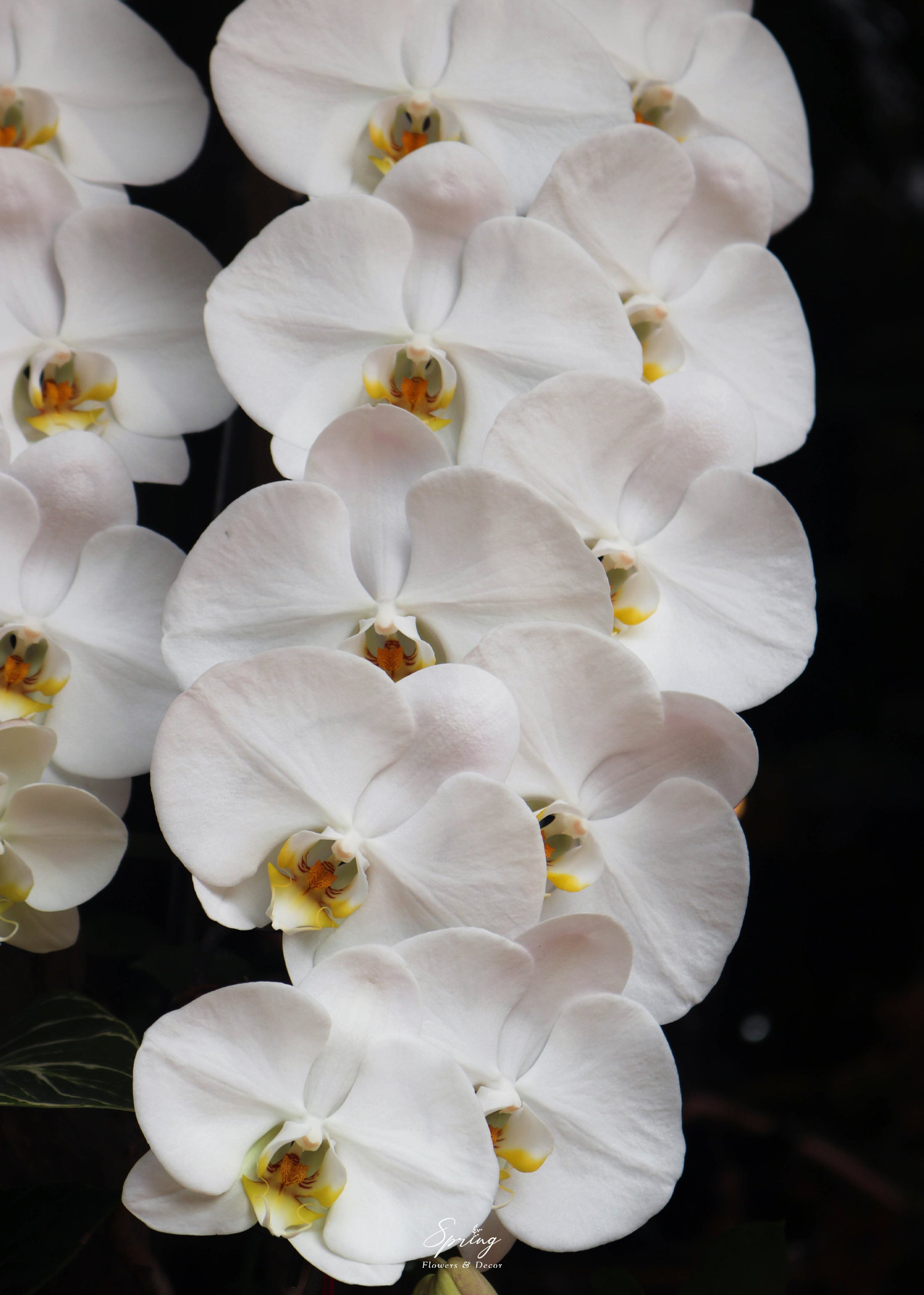 Orchid OR-0997 - Image 2