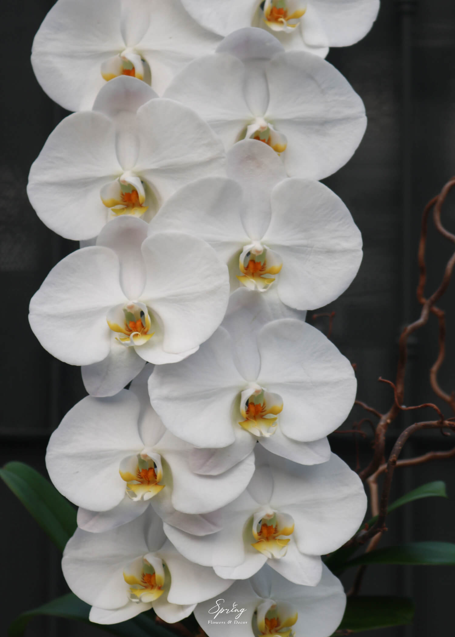 Orchid OR-1000 - Image 2