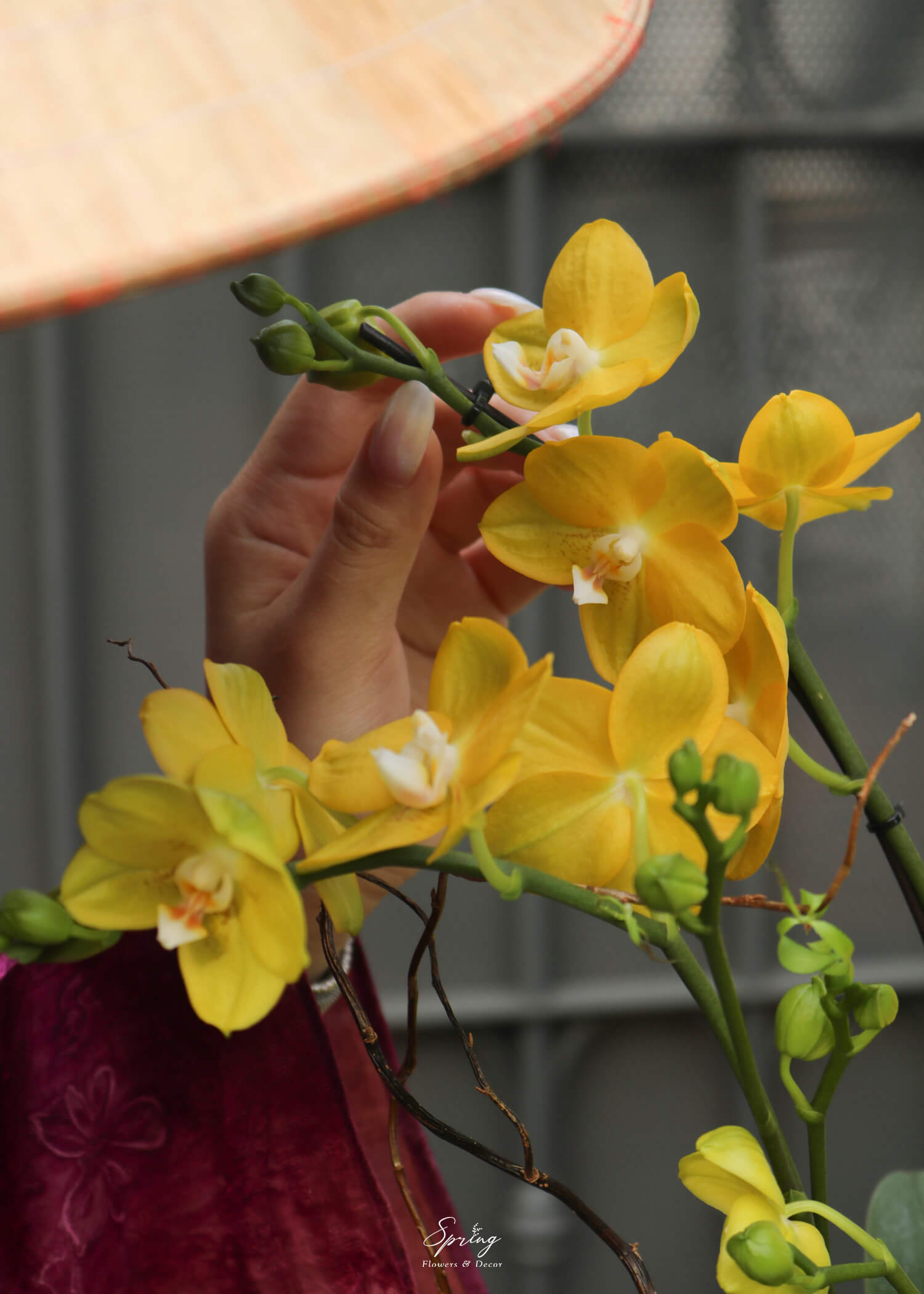 Hoa lan hồ điệp OR-1006 - Image 3