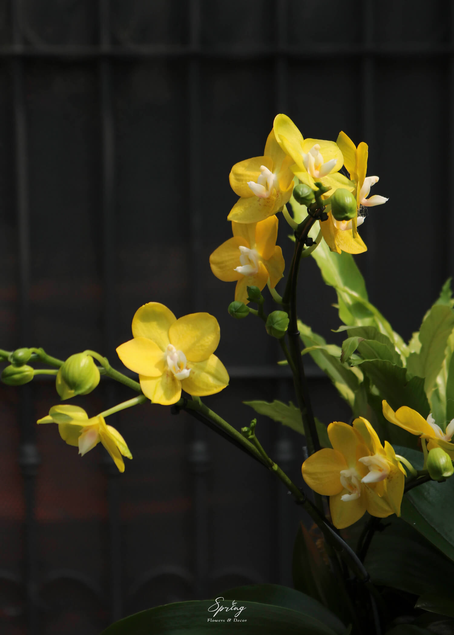 Hoa lan hồ điệp OR-1007 - Image 3