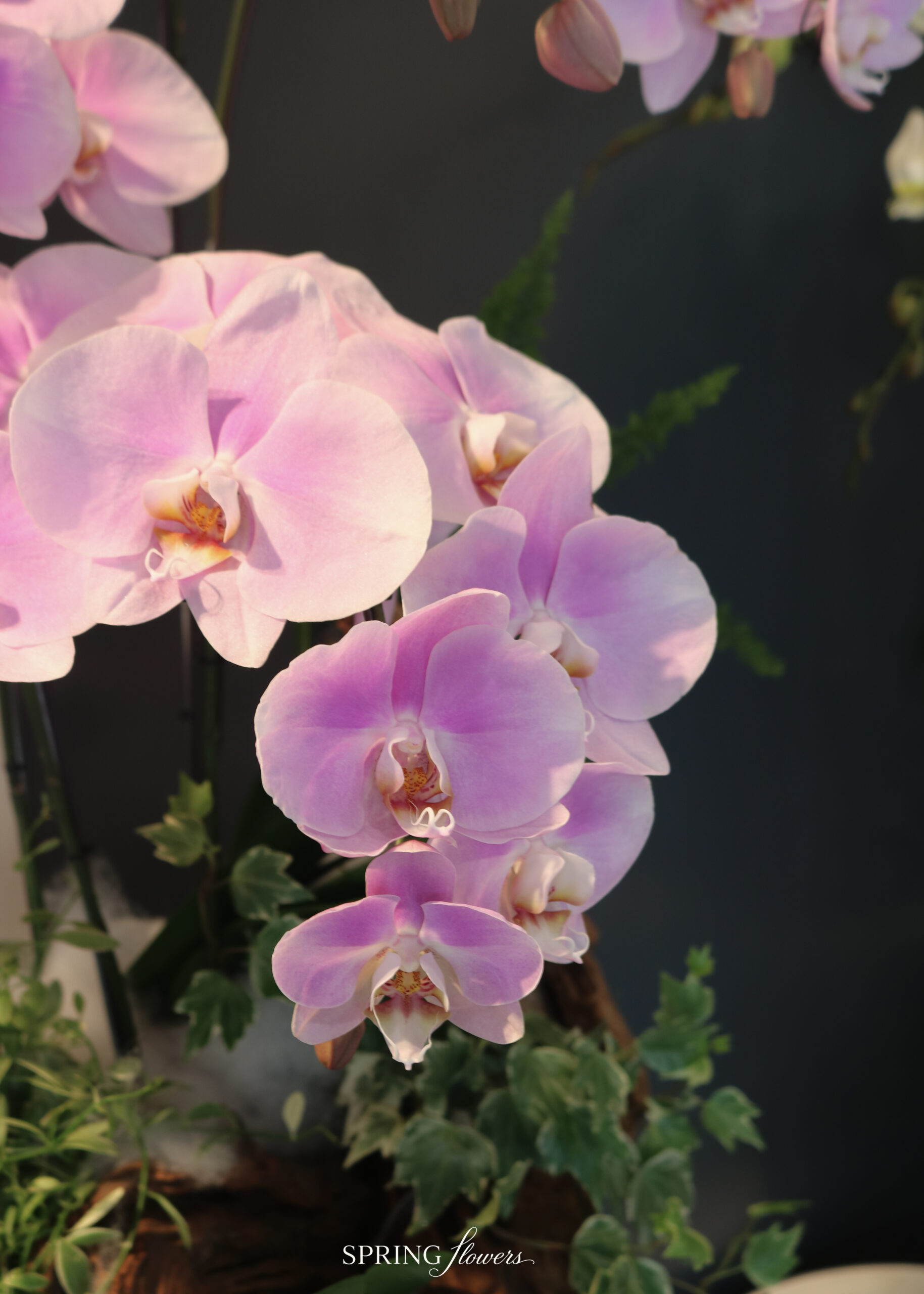Orchid OR-1011 - Image 2