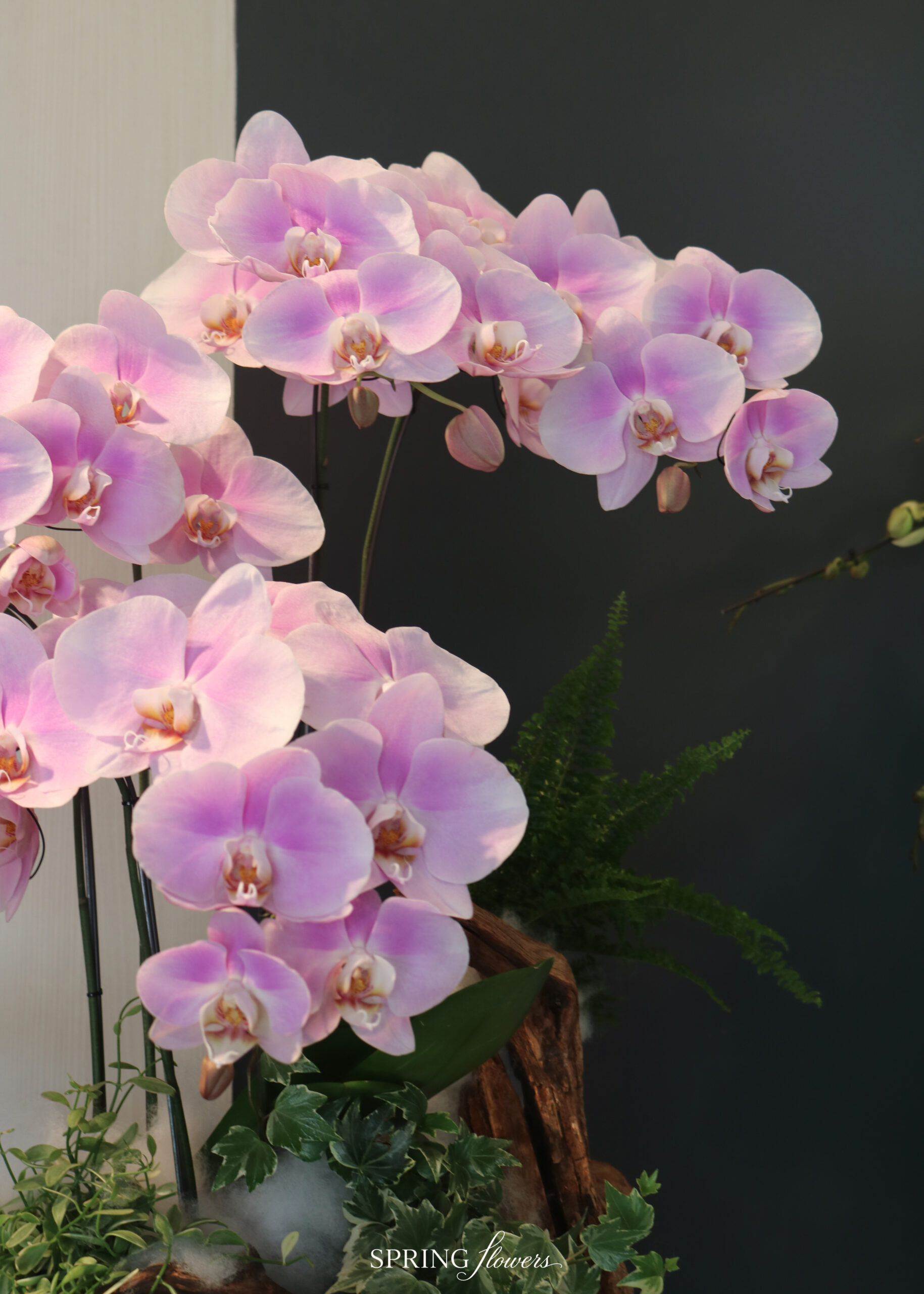 Orchid OR-1011 - Image 3