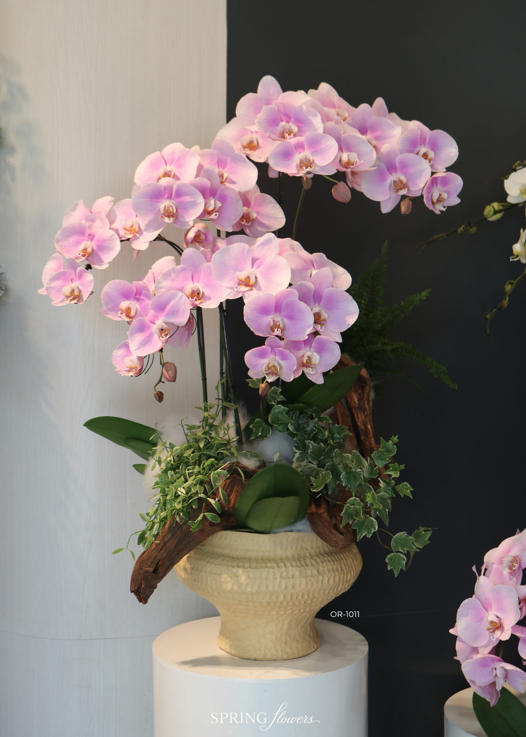 Orchid OR-1011 - Image 4
