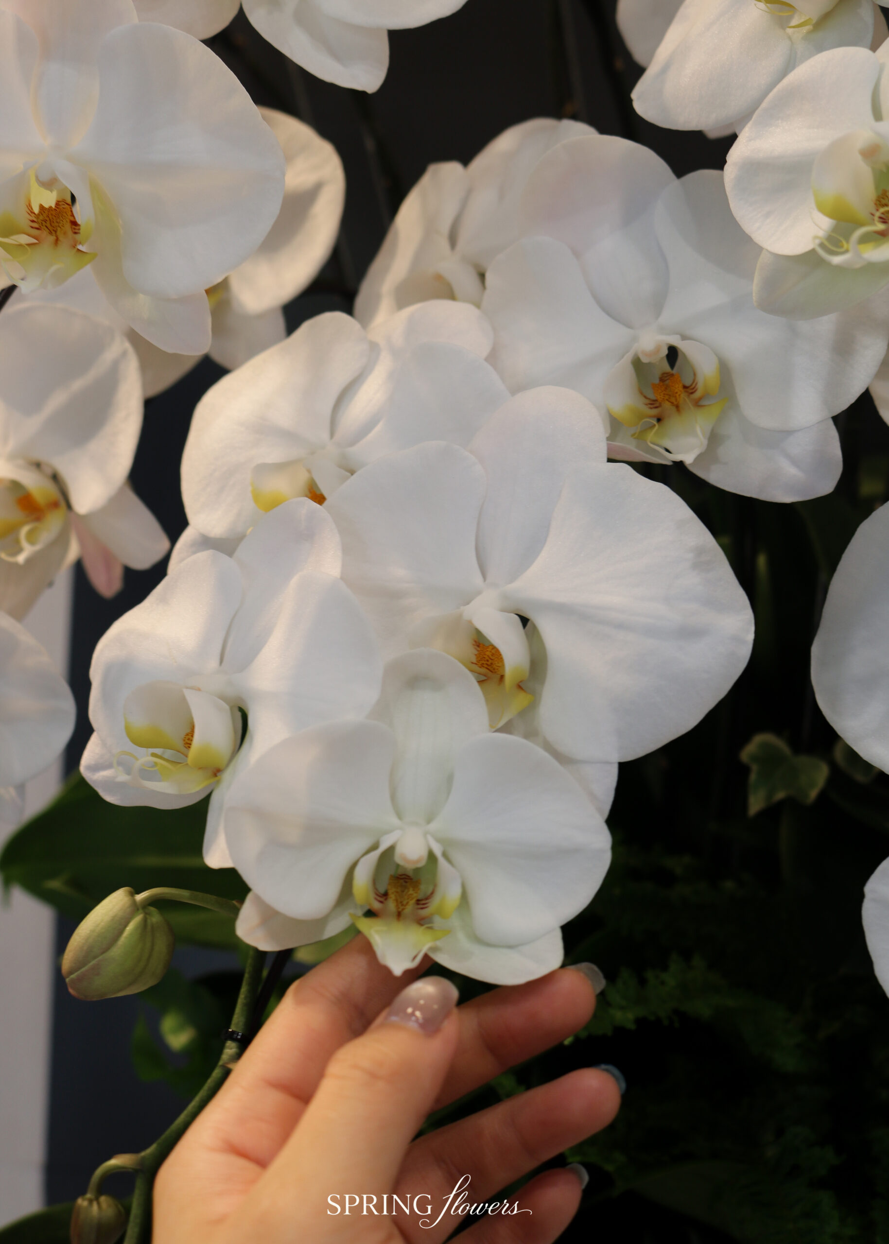 Orchid OR-1012 - Image 5