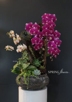 Orchid OR-1013