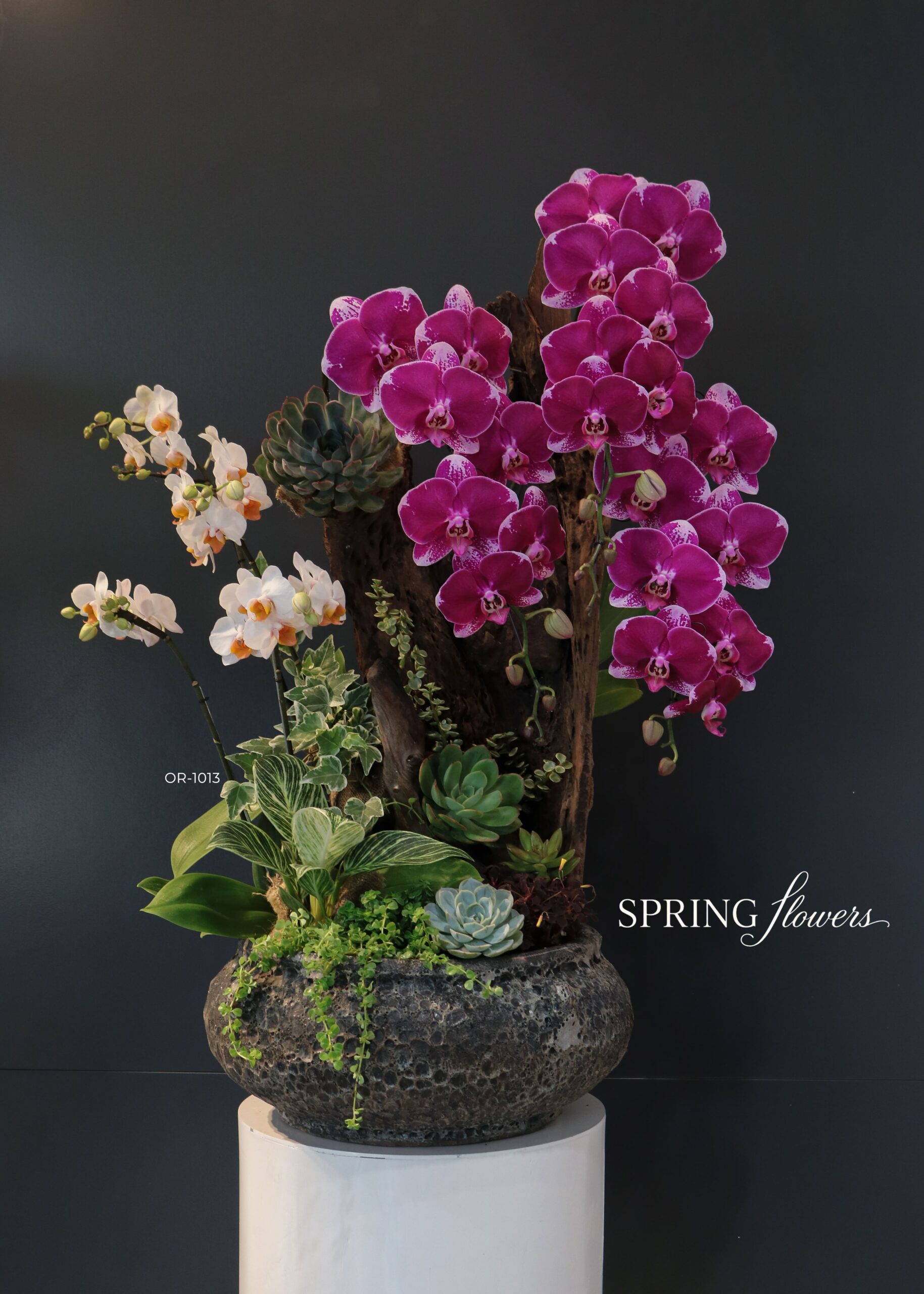 Orchid OR-1013