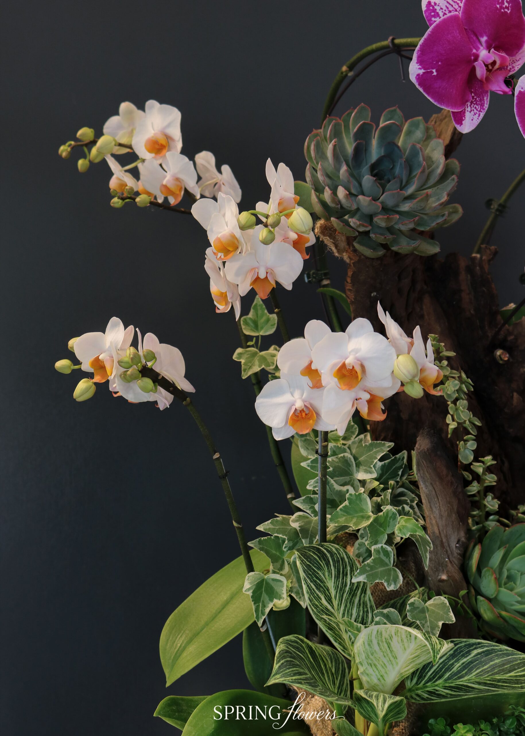 Orchid OR-1013 - Image 3
