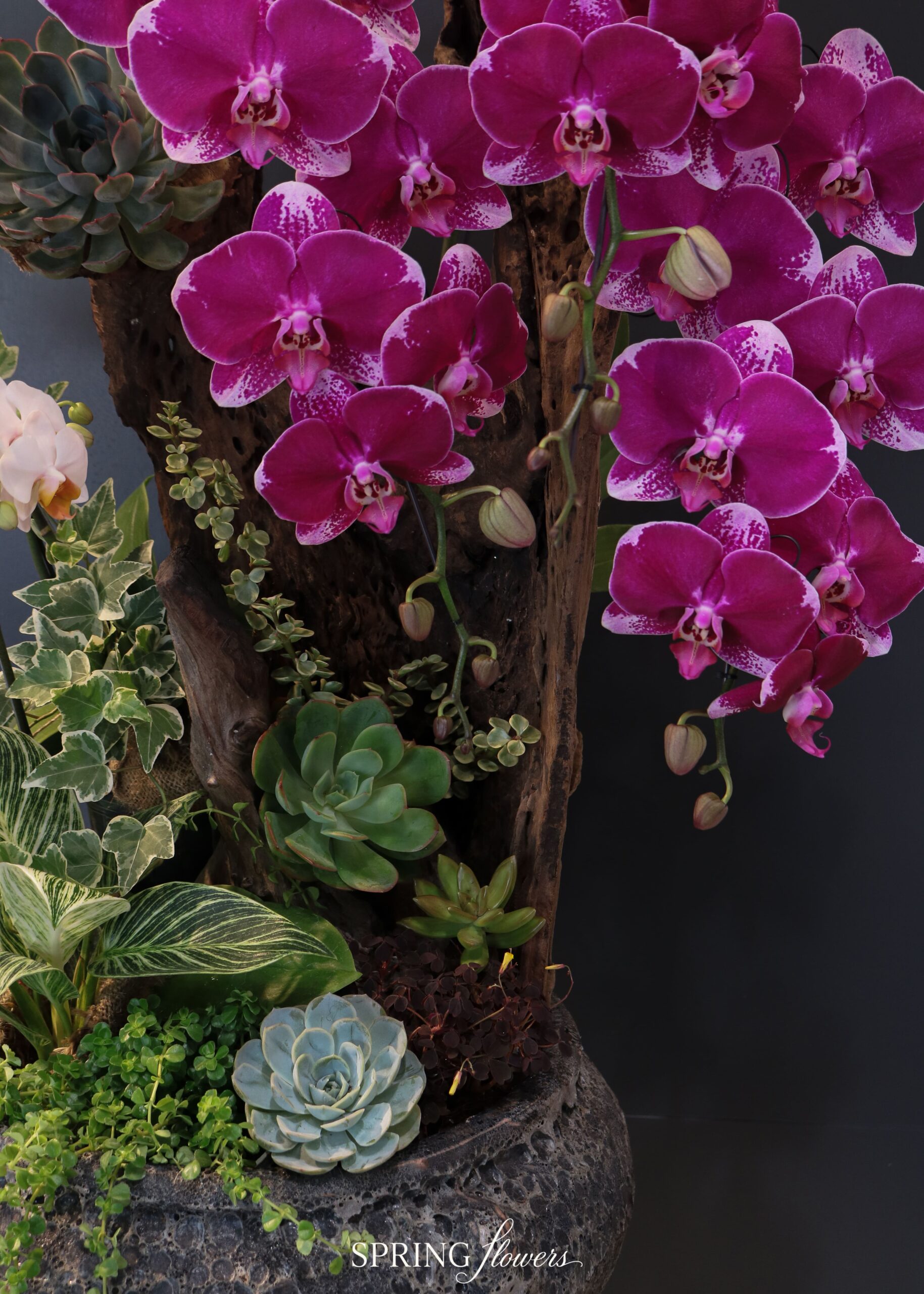 Orchid OR-1013 - Image 4