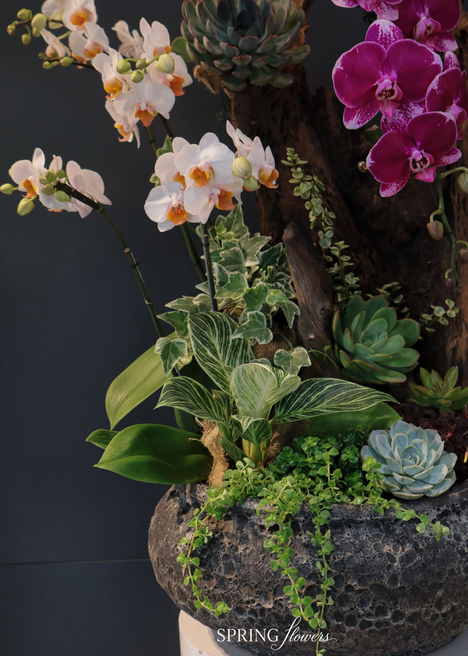 Orchid OR-1013 - Image 5