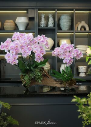 Orchid OR-1014